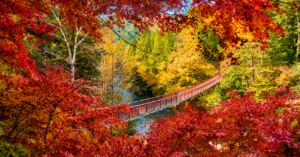 Foliage autunnale a Tokyo con aceri rossi e ponte immerso nella vegetazione