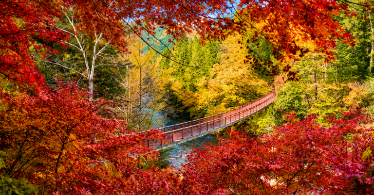 Foliage autunnale a Tokyo con aceri rossi e ponte immerso nella vegetazione